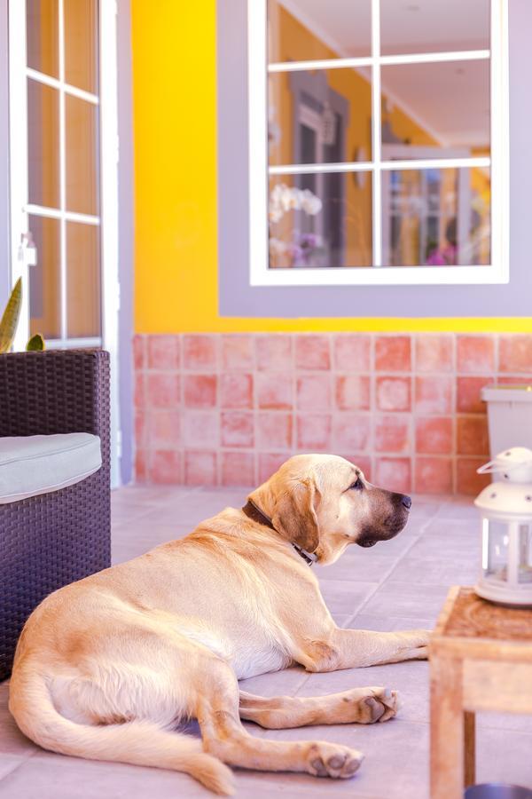 Quinta Almargem Lusitano - Farm House Tavira Zewnętrze zdjęcie